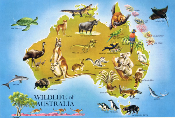 Large detailed wildlife map of Australia. Australia large detailed wildlife map.